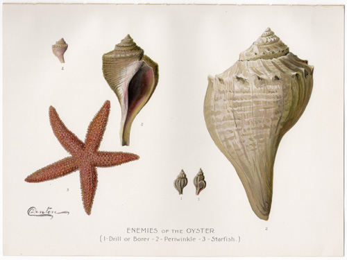 starfish oyster enemies Denton fish lithograph from 1897